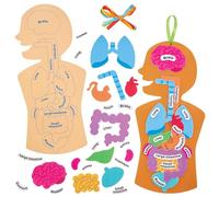 Baker Ross FN109 Human Body Kit - Pack of 4, 31.5cm, Educational Crafts, Foam Anatomy Kit, STEM Science Model, Health Learning Aid