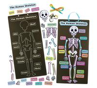Baker Ross FN434 Human Skeleton Kits - Pack of 4, STEM, Science, Health and Learning Aids for Kids and Schools