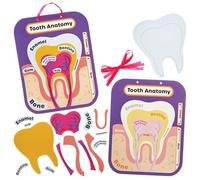 Baker Ross FN440 Human Tooth Anatomy Kits - Pack of 4, STEM, Science, Health and Learning Aids for Kids and Schools