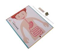 Balacoo 4 Sets DIY Human Digestive System Model for Educational Science Experiment Creative Preschool Teaching Demonstrator with Realistic Anatomy for School Learning and Craft Supplies
