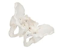 Balacoo Life Size Female Pelvis Model, Hip Model - Female Anatomy, Hip Bone Pelvic Anatomical