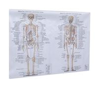 Balacoo Skeletal System Anatomical Chart- Human Skeleton Anatomy Poster (Laminated, 18 x 27)