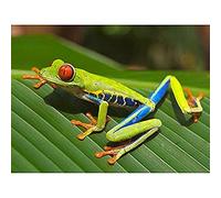 Balboa Red Eyed Tree Frog On Leaf Photograph Art Print Canvas Premium Wall Decor Poster Mural