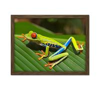 Balboa Red Eyed Tree Frog On Leaf Photograph Large Framed Art Print Poster Wall Decor 18x24 in