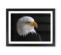 Bald Eagle Modern Framed Wall Art Print, Ready to Hang Picture for Living Room Bedroom Home Office Décor, Black A3 (46 x 34 cm)