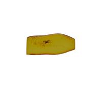 Baltic Amber Fossil with Mosquito Insect Natural stone - 0.8g