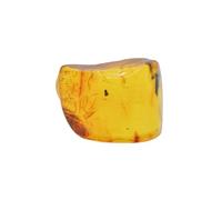 Baltic Amber Fossil with Mosquito - Natural stone 3.9g