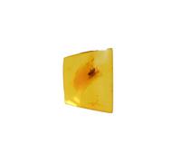 Baltic Amber Inclusion with Fly Insect- Natural stone 1.7g