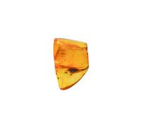 Baltic Amber with a Fly Insect Natural stone - 6.0g