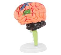 Baluue Detachable Human Brain Model with Base for Medical Teaching Anatomical Cranial and Cerebrovascular Study Assembled Life-sized Brain Anatomy Model for Schools and Hospitals