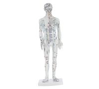 Baluue Human Acupuncture Model Male Body Acupoint Mannequin for Traditional Chinese Medicine Learning White Material Precise Pressure Point Display for Acupuncture and Massage Training
