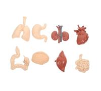 Baluue Human Organs Teaching Aid Human Body Model Educational for Students Anatomy Learning Tool for Cognitive Development