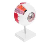 Baluue Magnified Eye Anatomy Model with Numbered Detachable Parts Realistic Human Eyeball Cross Section for Stem Science Labs and Medical Teaching Aid