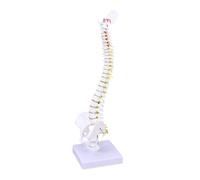 Baluue PVC Human Spine Model for Medical Training with Detailed Vertebrae Nerve Roots and Intervertebral Discs Practice Tool for Students Nurses Doctors Anatomical Teaching Display