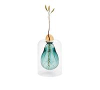 Balvi Avocado Vase Green Glass Avocado Cultivator