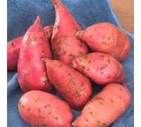 Bam goguma Korean sweet potato Purple skin 3 TUBER for Planting