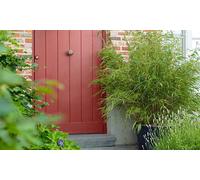 Bamboo Black Dragon 10cm Potted Plants: One Potted Plant
