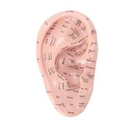 Bamjour 17cm Ear Acupuncture Point Model Clearly Labeled PVC Anatomical Ear Display for Reflexology Tactile Learning Auricular Techniques Teaching