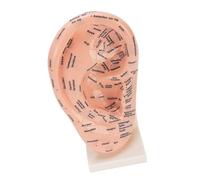 Bamjour Ear Acupuncture Point Model Ear Zone Massage Model Auricular Chart with Clear Labels Non Fade ABS for Beauty Salon Massage School