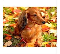 BAMZOK Diamond Painting Kits for Adults,Full Square Drill Animal Dachshund Dog 10x12in Diamond Painting Kits, 5D DIY Diamond Painting by Number Kits Diamond Art Kits for Wall Decor Gifts 25x30cm