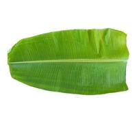 Banana Leaves (Plantain Leaf) Fresh, Natural Cooking & Serving Leaves, Indian Traditional Food Wrap for Idli, Dosa, Rice Meals, BBQ, Steaming & Festive Use