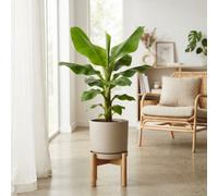 Banana Plant (Musa) - 21Cm Pot, 50Cm High