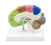 Bananaww Human Brain Anatomy Model Right Hemisphere 1:1 Life Size, Neurocortical Structure Brain Model, Anatomical Brain Functional Area Model for Medical Teaching, Neurology Study
