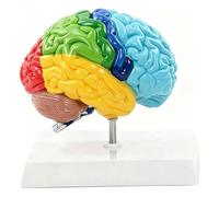 Bananaww Human Right Hemisphere Brain Model 1:1 Life Size, Anatomical Brain Model for Student Teaching, Physiology Study Medical Education, Assemble Learning Tool with Stable Base