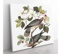 Band tailed Pigeons Bird by John James Audubon Vintage Canvas Wall Art Print Ready to Hang, Framed Picture for Living Room Bedroom Home Office Décor, 35x35 cm (14x14 Inch)