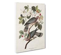 Band-tailed Pigeons by John James Audubon Canvas Print | Gallery Wrapped 30mm Frame Wall Art | 30x20 inches | Ready to Hang | Contemporary Picture | Living Room Bedroom Lounge Office