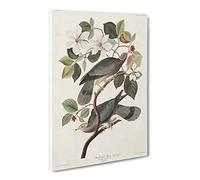 Band Tailed Pigeons By John James Audubon Canvas Print | Gallery Wrapped 30mm Frame Wall Art | 30x20 inches | Ready to Hang | Retro Picture | Living Room Bedroom Lounge Office