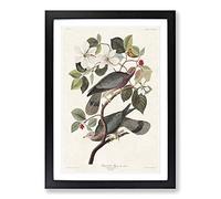Band-Tailed Pigeons by John James Audubon Framed Print | A2 Black Framed Wall Art | Ready to Hang | Modern Animal Picture | Living Room Bedroom Lounge Office