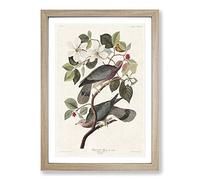 Band-Tailed Pigeons by John James Audubon Framed Print | A2 Oak Framed Wall Art | Ready to Hang | Modern Animal Picture | Living Room Bedroom Lounge Office