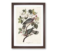 Band-Tailed Pigeons by John James Audubon Framed Print | A2 Walnut Framed Wall Art | Ready to Hang | Modern Animal Picture | Living Room Bedroom Lounge Office