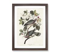 Band Tailed Pigeons By John James Audubon Vintage Framed Print | A2 Walnut Framed Wall Art | Ready to Hang | Classic Animal Picture | Living Room Bedroom Lounge Office