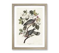 Band Tailed Pigeons By John James Audubon Vintage Framed Print | A3 Oak Framed Wall Art | Ready to Hang | Classic Animal Picture | Living Room Bedroom Lounge Office