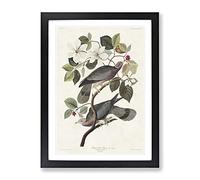 Band Tailed Pigeons By John James Audubon Vintage Framed Wall Art Print, Ready to Hang Picture for Living Room Bedroom Home Office Décor, Black A2 (64 x 46 cm)