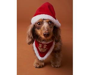 Bandana collar + Christmas beanie for dog FAMILY red