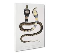 Banded Cobra Capella Snake By John Edward Gray Canvas Print | Gallery Wrapped 30mm Frame Wall Art | 24x16 inches | Ready to Hang | Retro Animals Picture | Living Room Bedroom Lounge Office