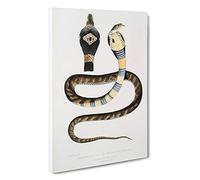 Banded Cobra Capella Snake by John Edward Gray Canvas Print | Gallery Wrapped 30mm Frame Wall Art | 30x20 inches | Ready to Hang | Modern Animals Picture | Living Room Bedroom Lounge Office