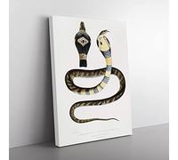 Banded Cobra Capella Snake By John Edward Gray Vintage Canvas Wall Art Print Ready to Hang, Framed Picture for Living Room Bedroom Home Office Décor, 60x40 cm (24x16 Inch)