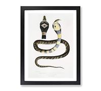 Banded Cobra Capella Snake By John Edward Gray Vintage Framed Wall Art Print, Ready to Hang Picture for Living Room Bedroom Home Office Décor, Black A3 (34 x 46 cm)