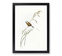 Banded Grass Finch by Elizabeth Gould Framed Print | A2 Black Framed Wall Art | Ready to Hang | Modern Nature Picture | Living Room Bedroom Lounge Office
