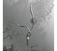 Banfi, Gaia - La Maccaia [VINYL]