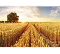 Baocicco 10x6.5ft Background Field Freshly Bales Harvest Sunset Photography Backdrop Autumn Agriculture Straw Country Harvest Reap Farmland Photo Studio Props Wallpaper Shoot Booth PhotoCall