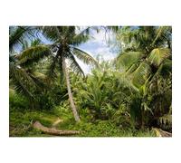 Baocicco 8x6.5ft Tropical Island Backdrops for Photography Coconut Palm Trees Background Island Wedding Backdrop Summer Theme Party Siesta Holiday Green Spring Summer Photo Studio Video Props