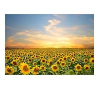 Baocicco 8x6ft Vinyl Sunflowers Field Backdrops for Photography Background Summer Landscape Sunset Blue Sky Outdoor Holiday Party Backdrop Children Adults Portraits Photo Studio