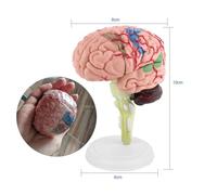 BAOFUYA Anatomical Human Brain Model Educational Tool 10 X 8 X 6cm with Colorful Painting for Neurology Study Training and Display