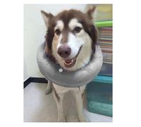 BAOFUYA Inflatable Dog Collar Band Soft Protective Collar for Skin Itching After the Operation, PVC Material, for Cats and Dogs (Gray)