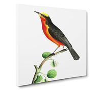 Barbary Shrike Bird by George Shaw Canvas Print | Gallery Wrapped 30mm Frame Wall Art | 20x20 inches | Ready to Hang | Retro Animals Picture | Living Room Bedroom Lounge Office